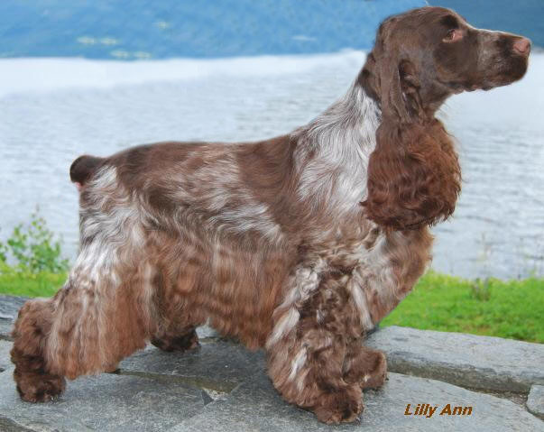 Bolton's Mocha Maritini